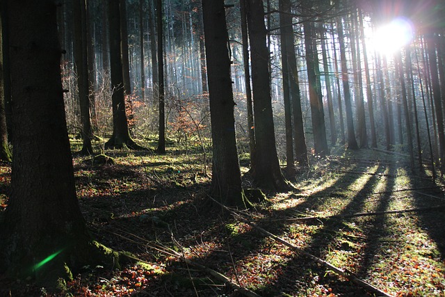 Free Forest Nature photo and picture