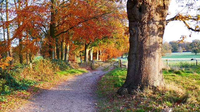 Free Road Trees photo and picture