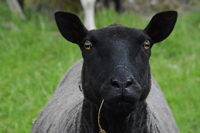 Free Sheep Animal photo and picture