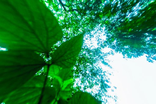 Natur, Wald, Himmel, Baum, Blumen, Bäume