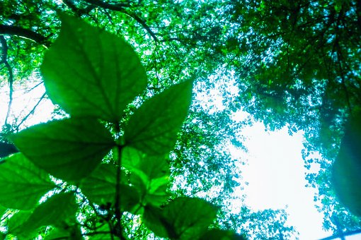 Natur, Wald, Landschaft, Himmel, Baum
