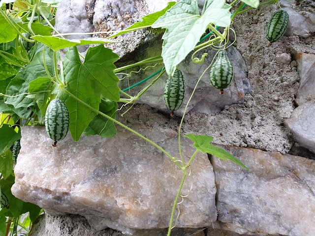 Concombre Mini Jardin - Photo gratuite sur Pixabay - Pixabay