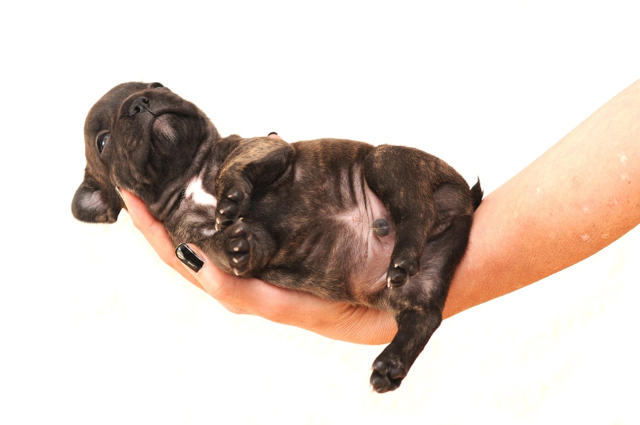 French Bulldog Puppies On Sale in Ranga Reddy! đŸ The #1 City Dog. Flat face, big bat ears & playful personality. Limited StockâBook now at Nearby Pets India!