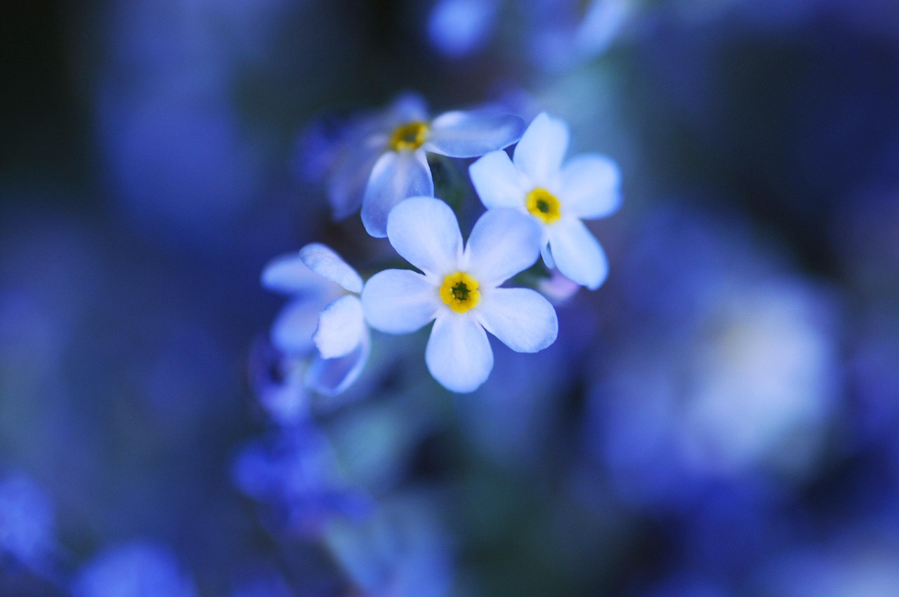 Flower Forget Me Not Spring - Free photo on Pixabay - Pixabay