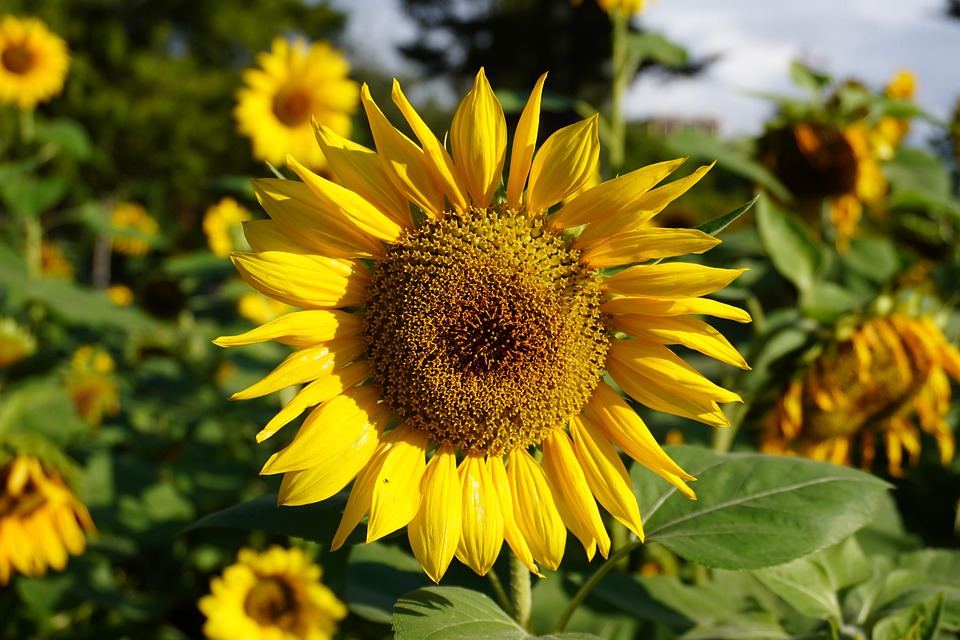 Sunflower Flower Yellow - Free photo on Pixabay - Pixabay