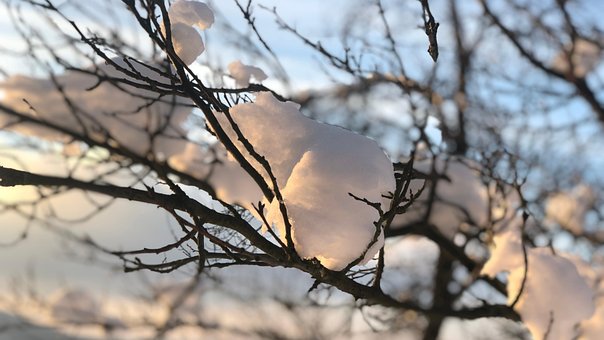 Vinter, Sne, Natur, Træer, Varm, Jul