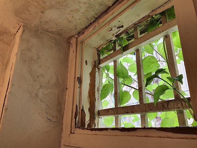 Free Window Plant photo and picture