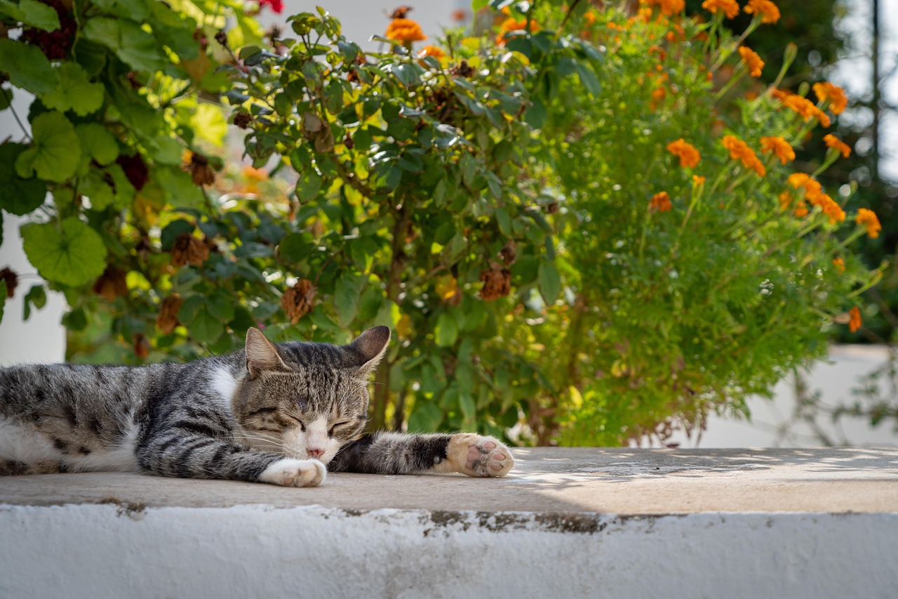 Cat Sleeping Backyard Free photo on Pixabay Pixabay