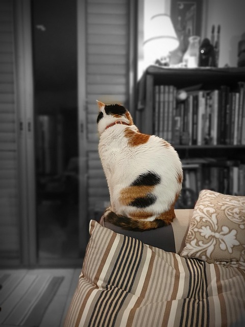 Free Cat Feline photo and picture