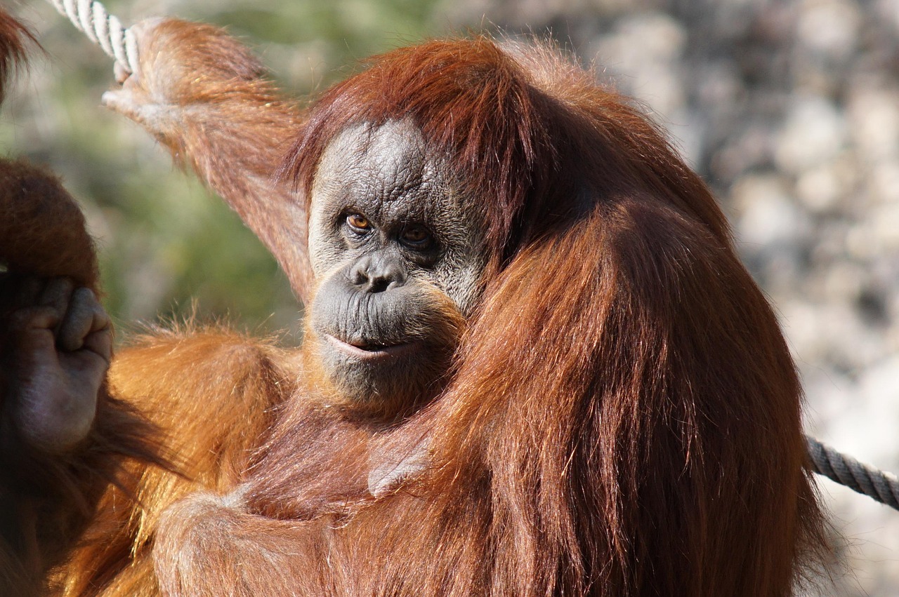 Orangutan - free online jigsaw puzzle photo