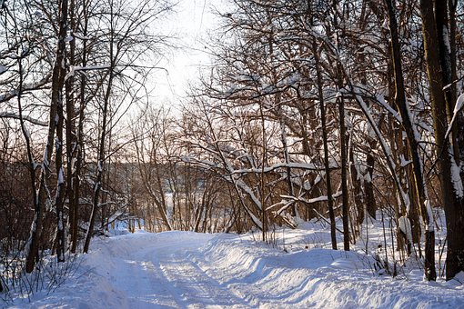 Vej, Snedækket, Skov, Vinter, Sæson