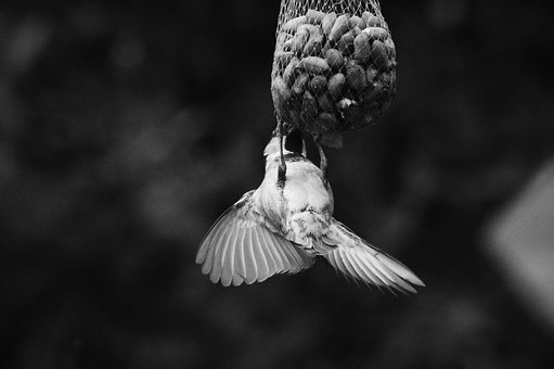 Vogel, Haussperling, Natur
