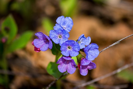Blomster, Blomst Baggrund, Lungwort