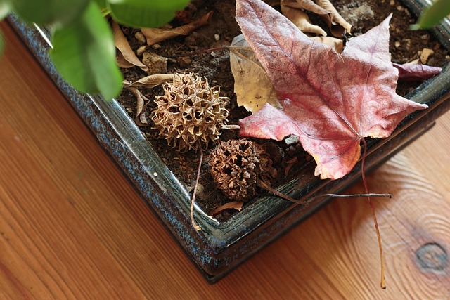 Free Liquidambar Nature photo and picture