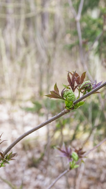 Floresta, Natureza, Arvores, Flor