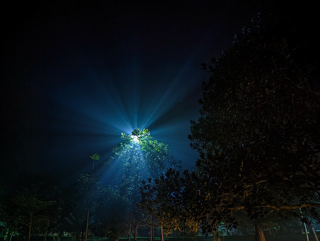 Free Winter Night Sarah Resort photo and picture