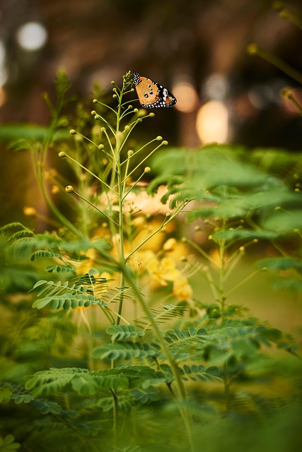 Borboleta, Jardim, Natureza, Floresta