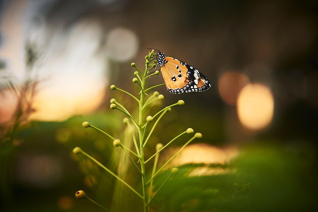 Borboleta, Flores Bonitas