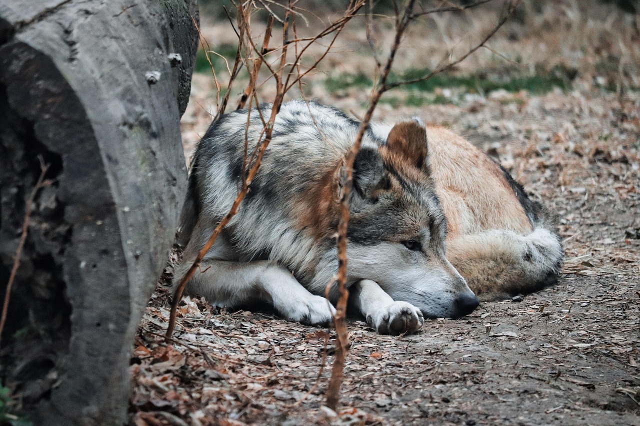 Mexican Wolf - free online jigsaw puzzle photo