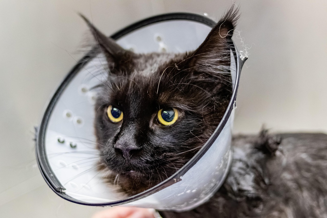 Grooming Cat Sick Free photo on Pixabay Pixabay