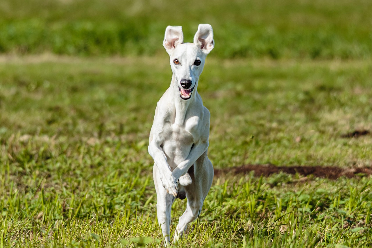 Dog Whippet Running Free photo on Pixabay Pixabay