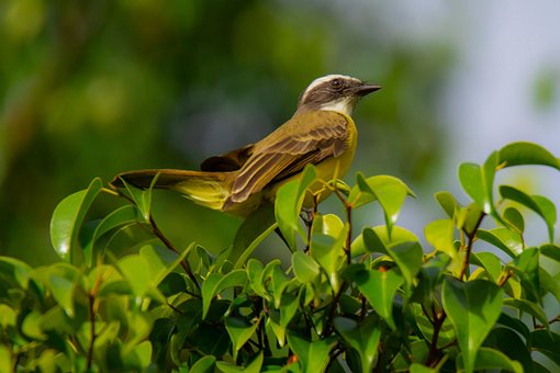 Free Bird Nature photo and picture