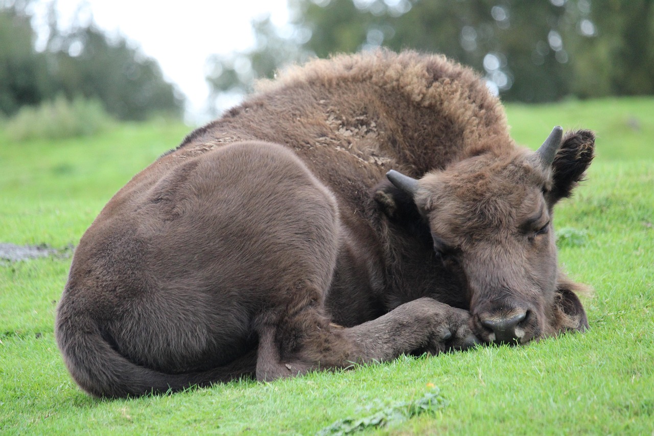 Buffalo - free online jigsaw puzzle photo