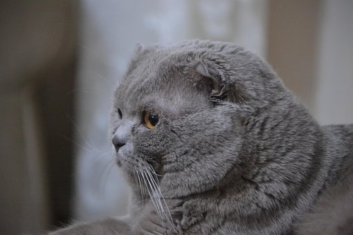 Katze, Katzen, Haustier, Inländisch