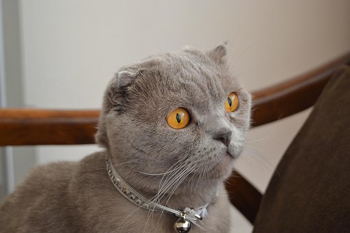 Katze, Tier, Natur, Haustier, Katzen