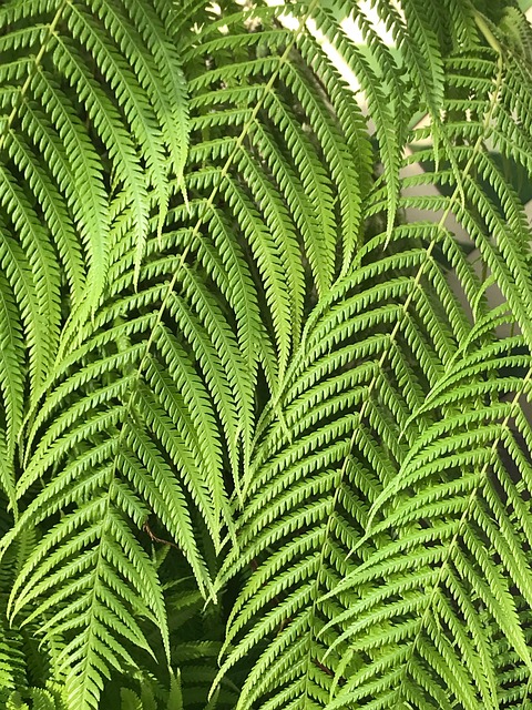 Free Fern Green photo and picture