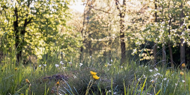 Natur, Landskap, Eng, Tre, Skog, Sommer