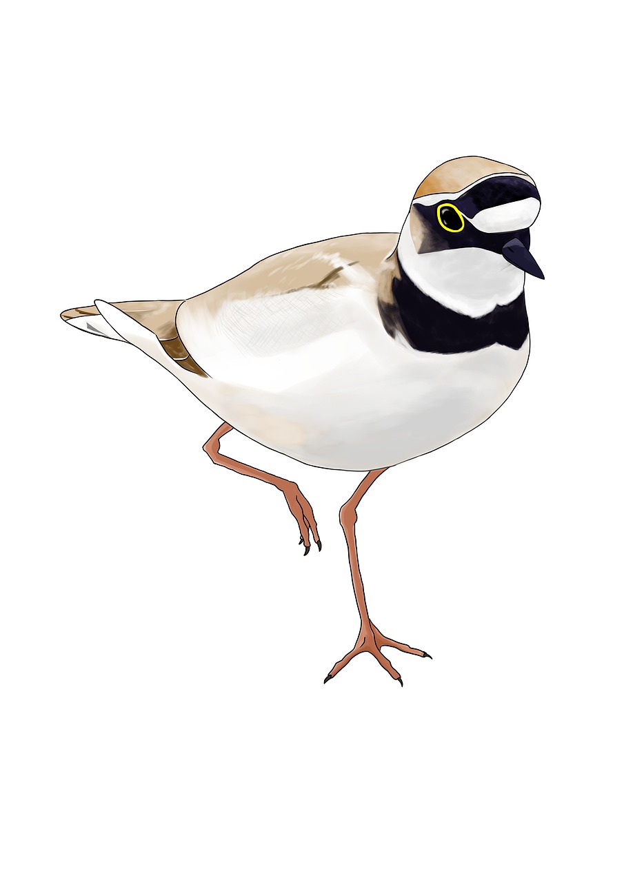 Plover Figure Download Plover, Little Ringed Plover, Houndstooth. Royalty-Free Stock ...