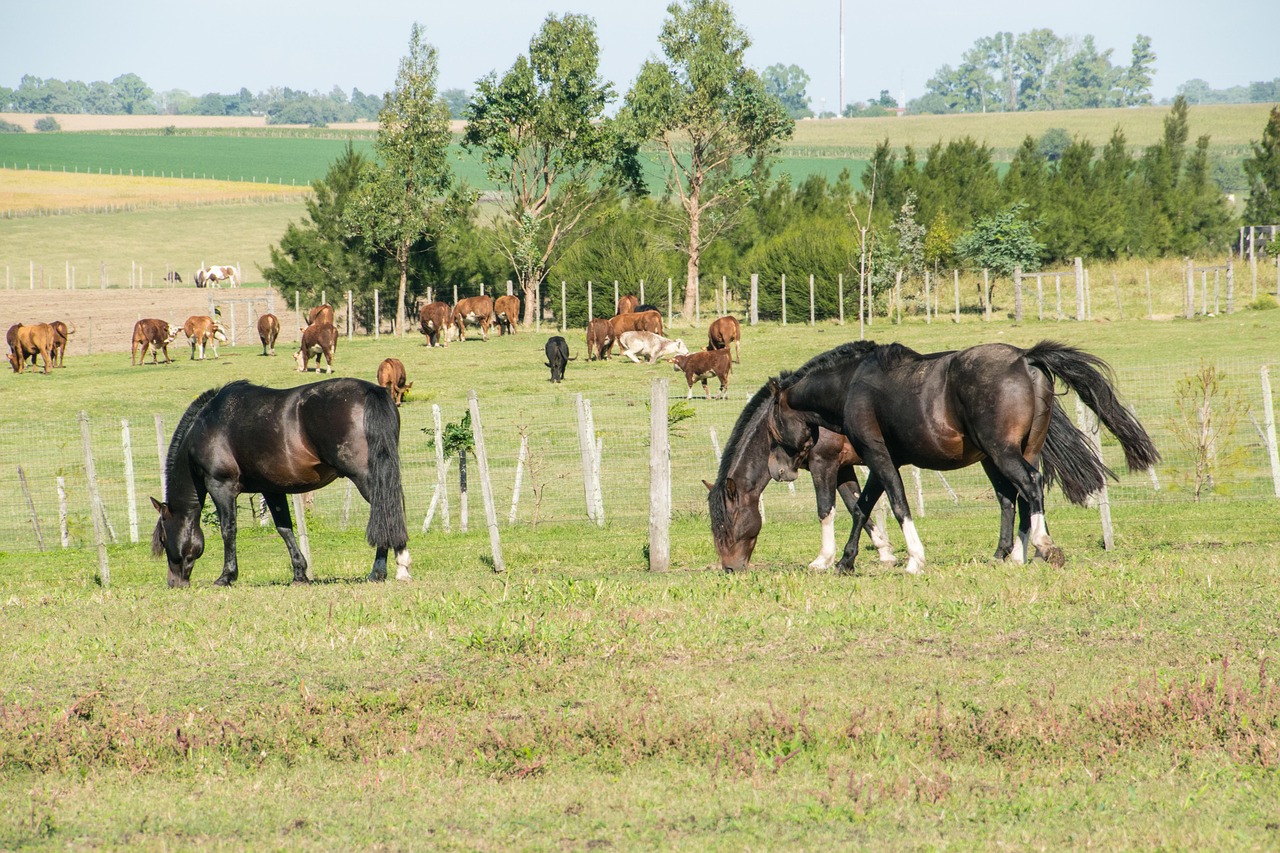 Cow - free online jigsaw puzzle photo