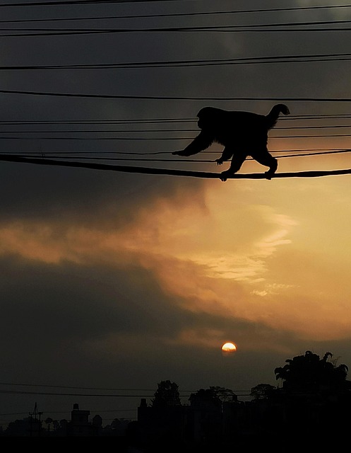 Free Landscape Monkey photo and picture