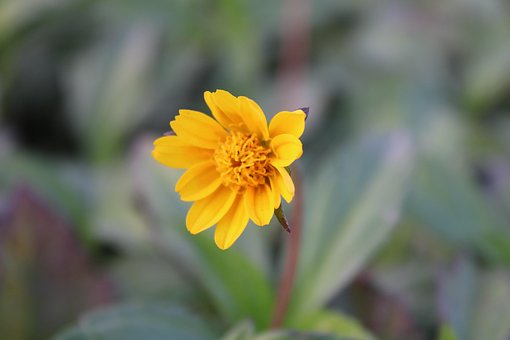Free Sunflower Flowers photo and picture