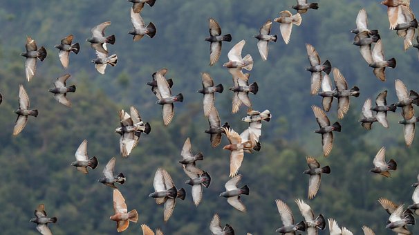 Free Birds Nature photo and picture