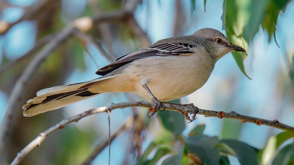 Free Bird Nature photo and picture