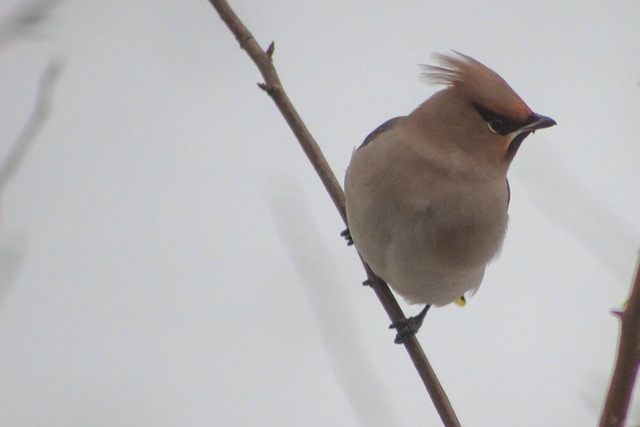 Free Waxwing Bird photo and picture