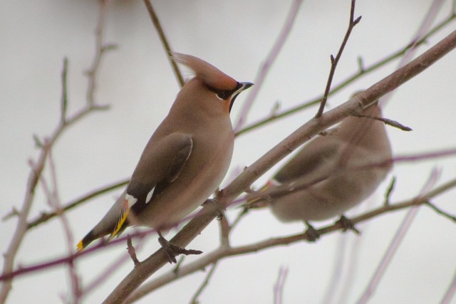 Free Waxwing Bird photo and picture