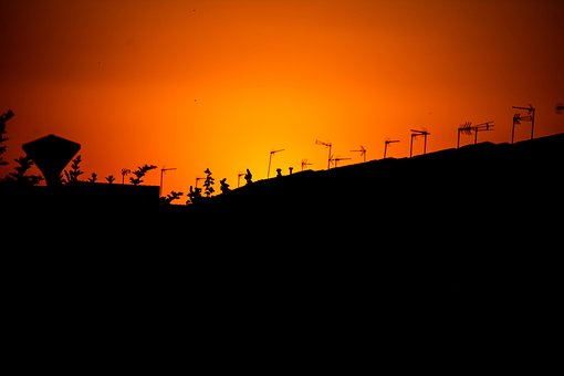 Free Sunset Forest photo and picture
