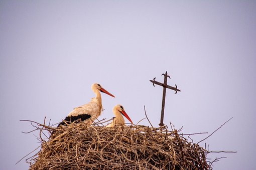 Free Stork Nest photo and picture