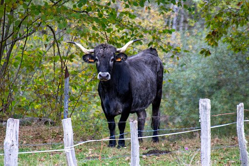 Free Animal Toro photo and picture