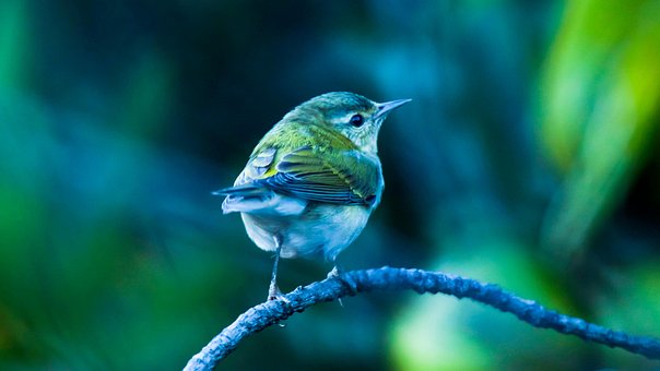 Free Bird Warbler photo and picture