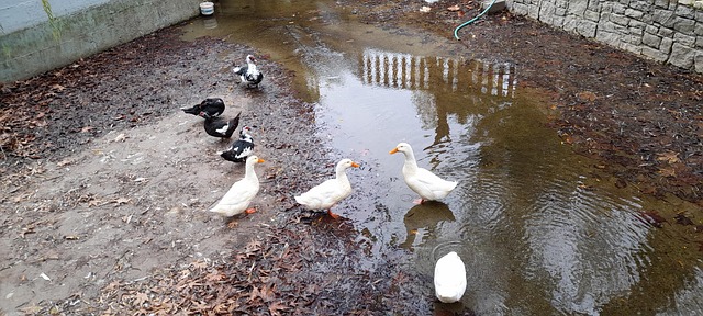 Free Ducks Park photo and picture