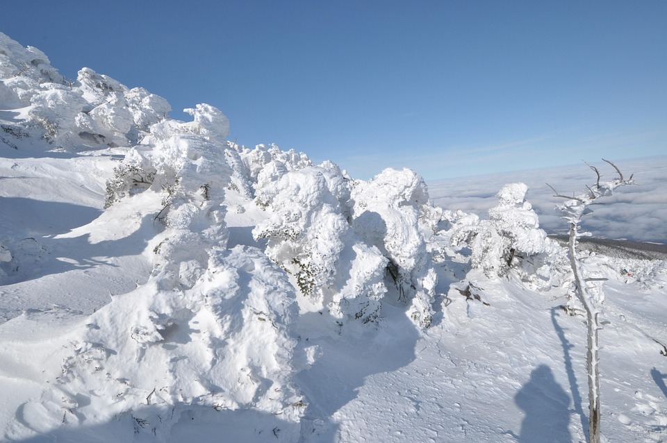 Snow Covered Tree Free photo on Pixabay