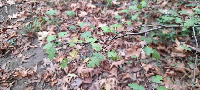 Free Green Branch photo and picture