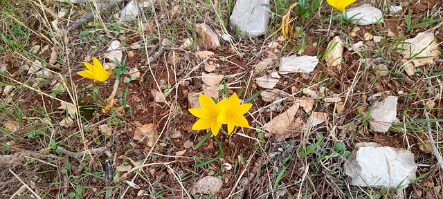 Free Yellow Crocus photo and picture