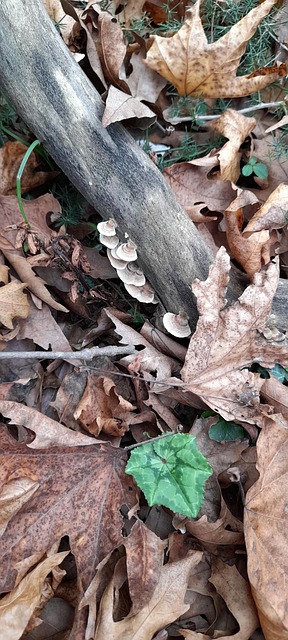Free Mushrooms Wood photo and picture