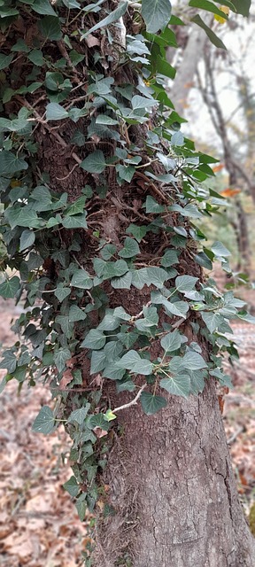 Free Embracing Ivy photo and picture