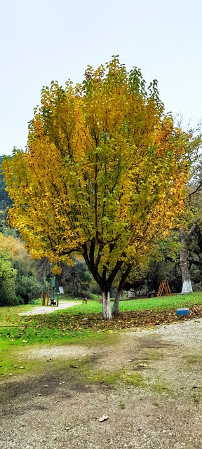 Free Tree Park photo and picture